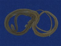 Big-eyed rat snake Collection Image, Figure 1, Total 9 Figures